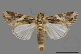 ǦW:Spodoptera litura