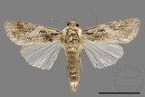 ǦW:Spodoptera litura