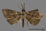 ǦW:Naarda sp.