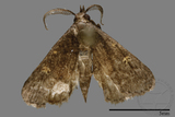 ǦW:Naarda sp.