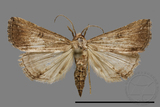 ǦW:Stenohypenya sp.