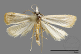 ǦW:Crambidae sp.