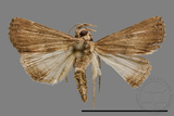 ǦW:Stenohypenya sp.