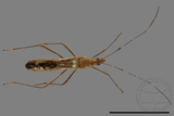 ǦW:Leptocorisa acuta