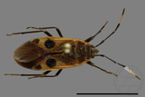 ǦW:Physopelta parviceps