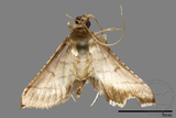 ǦW:Crambidae sp.