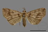 ǦW:Bertula hadenalis persimilis