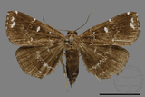 ǦW:Adrapsa simplex