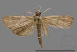 ǦW:Crambidae sp.