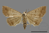 ǦW:Hipoepa biasalis