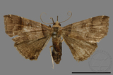 ǦW:Bertula hadenalis persimilis