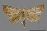 ǦW:Hipoepa biasalis