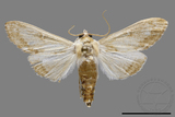 ǦW:Cirrhochrista spissalis