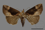 ǦW:Hypena sp.