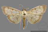 ǦW:Crambidae sp.