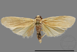 ǦW:Eilema sp.