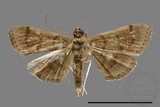 ǦW:Crambidae sp.