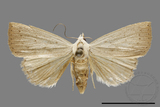 ǦW:Athetis sp.