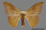 ǦW:Oreta extensa