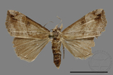 ǦW:Hypena sp.