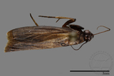 ǦW:Phycitinae sp.