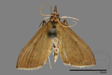 ǦW:Crambidae sp.