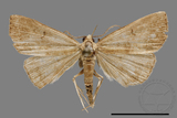 ǦW:Hipoepa biasalis