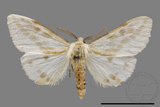 ǦW:Lemyra rhodophilodes