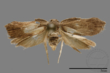 ǦW:Tortricidae sp.