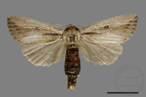 ǦW:Sesamia sp.