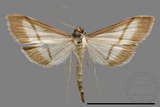 ǦW:Crambidae sp.