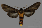 ǦW:Amsactoides solitarius