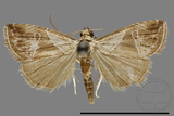 ǦW:Noctuidae sp.