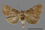 ǦW:Condica illecta