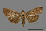 ǦW:Crambidae sp.