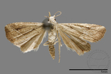 ǦW:Noctuidae sp.