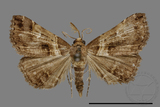 ǦW:Bertula abjudicalis