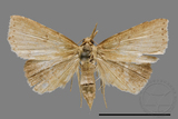 ǦW:Noctuidae sp.