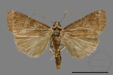 ǦW:Noctuidae sp.