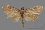 ǦW:Crambidae sp.