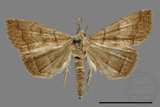 ǦW:Hipoepa biasalis