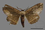 ǦW:Menophra anaplagiata