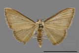 ǦW:Scopula sp.