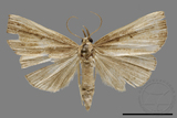 ǦW:Simplicia sp.