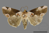 ǦW:Thyatira batis formosicola