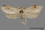 ǦW:Crambidae sp.