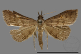 ǦW:Naarda sp.