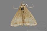 ǦW:Zanclognatha neleusalis