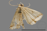 ǦW:Zanclognatha neleusalis