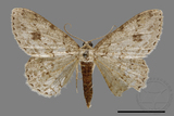 ǦW:Ectropis excellens